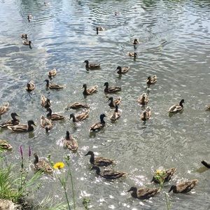 Meet your Posher, Elyssa